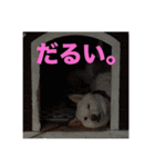 こっちゃんしゅたんぷ(▽.  ̫ .▽)（個別スタンプ：9）