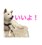 こっちゃんしゅたんぷ(▽.  ̫ .▽)（個別スタンプ：10）