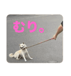 こっちゃんしゅたんぷ(▽.  ̫ .▽)（個別スタンプ：11）