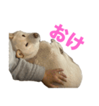 こっちゃんしゅたんぷ(▽.  ̫ .▽)（個別スタンプ：12）