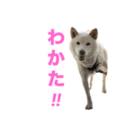 こっちゃんしゅたんぷ(▽.  ̫ .▽)（個別スタンプ：13）