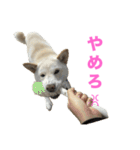 こっちゃんしゅたんぷ(▽.  ̫ .▽)（個別スタンプ：15）