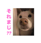 こっちゃんしゅたんぷ(▽.  ̫ .▽)（個別スタンプ：16）