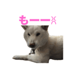 こっちゃんしゅたんぷ(▽.  ̫ .▽)（個別スタンプ：18）