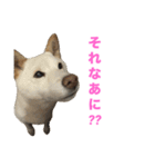 こっちゃんしゅたんぷ(▽.  ̫ .▽)（個別スタンプ：19）