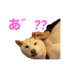 こっちゃんしゅたんぷ(▽.  ̫ .▽)（個別スタンプ：20）