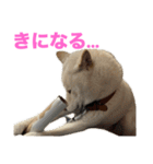 こっちゃんしゅたんぷ(▽.  ̫ .▽)（個別スタンプ：21）