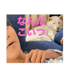 こっちゃんしゅたんぷ(▽.  ̫ .▽)（個別スタンプ：24）