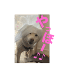 こっちゃんしゅたんぷ(▽.  ̫ .▽)（個別スタンプ：25）