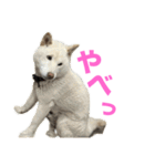 こっちゃんしゅたんぷ(▽.  ̫ .▽)（個別スタンプ：27）