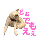 こっちゃんしゅたんぷ(▽.  ̫ .▽)（個別スタンプ：29）