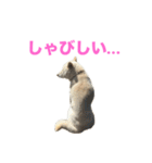 こっちゃんしゅたんぷ(▽.  ̫ .▽)（個別スタンプ：31）