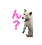 こっちゃんしゅたんぷ(▽.  ̫ .▽)（個別スタンプ：32）