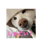 こっちゃんしゅたんぷ(▽.  ̫ .▽)（個別スタンプ：33）