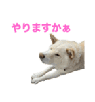 こっちゃんしゅたんぷ(▽.  ̫ .▽)（個別スタンプ：34）