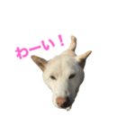 こっちゃんしゅたんぷ(▽.  ̫ .▽)（個別スタンプ：35）