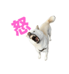 こっちゃんしゅたんぷ(▽.  ̫ .▽)（個別スタンプ：36）