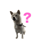 こっちゃんしゅたんぷ(▽.  ̫ .▽)（個別スタンプ：37）