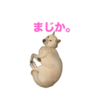 こっちゃんしゅたんぷ(▽.  ̫ .▽)（個別スタンプ：38）