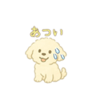 可愛い白いトイプードル日本語バージョン（個別スタンプ：2）