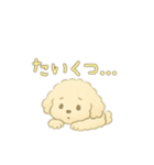可愛い白いトイプードル日本語バージョン（個別スタンプ：12）