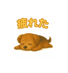 可愛らしいヨークシャテリアのスタンプ（個別スタンプ：5）