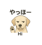 白ラブと学ぶ！英語×日本語スタンプ（個別スタンプ：2）