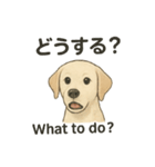 白ラブと学ぶ！英語×日本語スタンプ（個別スタンプ：8）