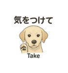 白ラブと学ぶ！英語×日本語スタンプ（個別スタンプ：11）