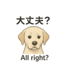 白ラブと学ぶ！英語×日本語スタンプ（個別スタンプ：13）