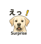 白ラブと学ぶ！英語×日本語スタンプ（個別スタンプ：17）