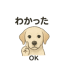 白ラブと学ぶ！英語×日本語スタンプ（個別スタンプ：28）
