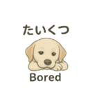 白ラブと学ぶ！英語×日本語スタンプ（個別スタンプ：33）