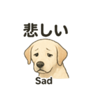 白ラブと学ぶ！英語×日本語スタンプ（個別スタンプ：37）