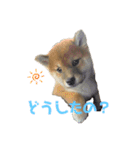柴犬こまちゃむ（個別スタンプ：1）