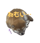 柴犬こまちゃむ（個別スタンプ：2）