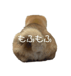 柴犬こまちゃむ（個別スタンプ：3）