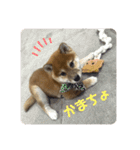柴犬こまちゃむ（個別スタンプ：4）