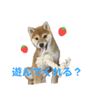柴犬こまちゃむ（個別スタンプ：6）