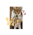 柴犬こまちゃむ（個別スタンプ：8）