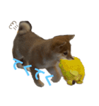 柴犬こまちゃむ（個別スタンプ：9）