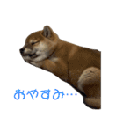 柴犬こまちゃむ（個別スタンプ：11）