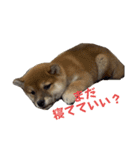 柴犬こまちゃむ（個別スタンプ：12）