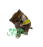 柴犬こまちゃむ（個別スタンプ：13）