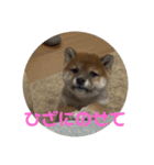 柴犬こまちゃむ（個別スタンプ：14）