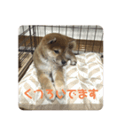 柴犬こまちゃむ（個別スタンプ：15）