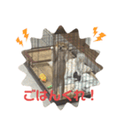 柴犬こまちゃむ（個別スタンプ：16）