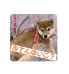 柴犬こまちゃむ（個別スタンプ：17）