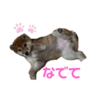 柴犬こまちゃむ（個別スタンプ：18）