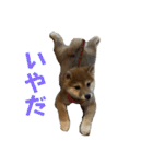 柴犬こまちゃむ（個別スタンプ：19）